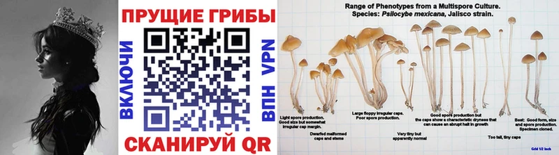 купить Арск Псилоцибиновые грибы GOLDEN TEACHER